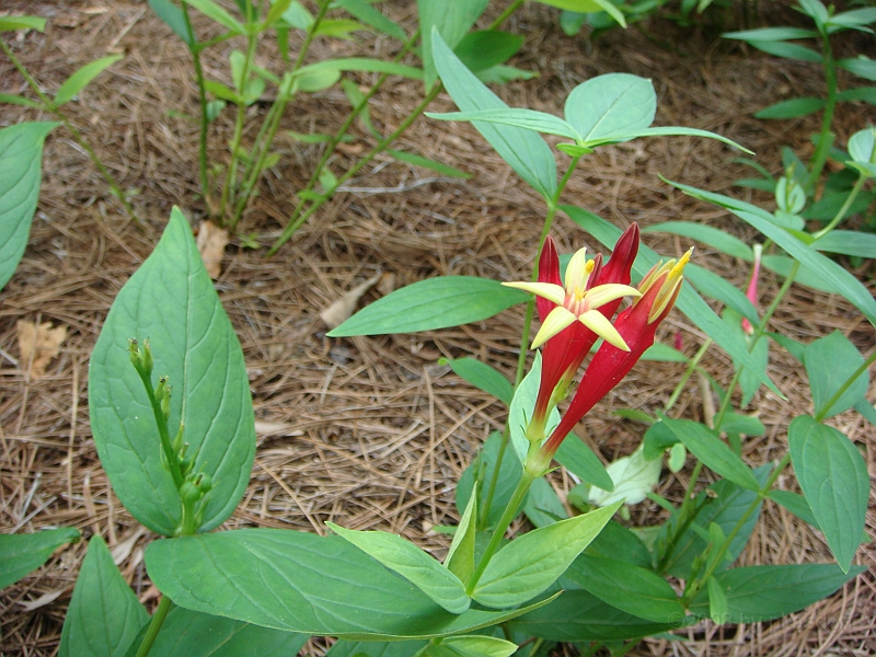 226 Longwood Gardens [2008 August 23].JPG - Longwood Gardens in Pennsylvania